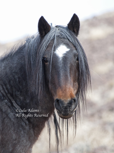 Mighty Warrior, Wild Horse Portrait